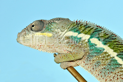 panther chameleon