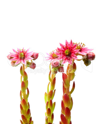 Hauswurz-Blüten (Sempervivum)