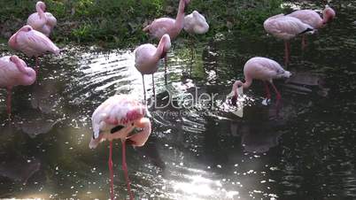 Flamingos in a sunlit pond.