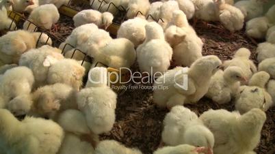 Chicken farm hatchery