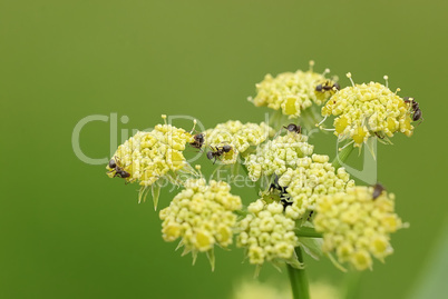 climbing ants