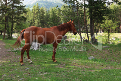 Horse on a forest glade