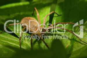 Listspinne / Nursery web spider (Pisaura mirabilis)