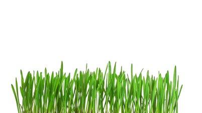 Green grass growing time-lapse - isolated on white background