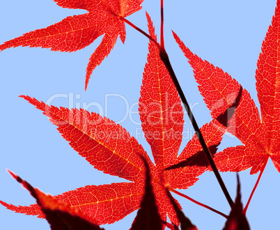 maple leaf