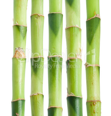 Bamboo