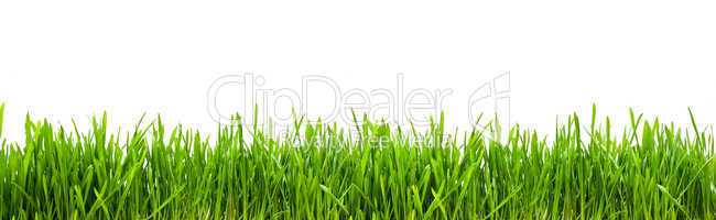 Grass