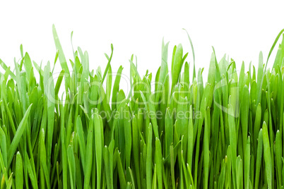 Grass