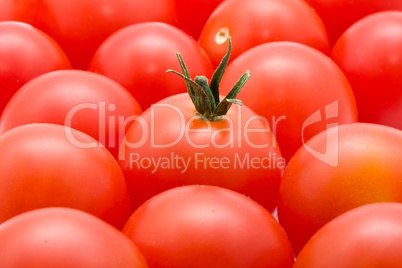 Tomato