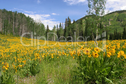 Mule Ear Meadow