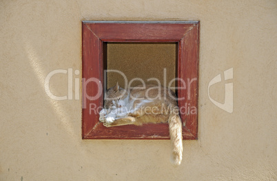 Katze in einem Fenster