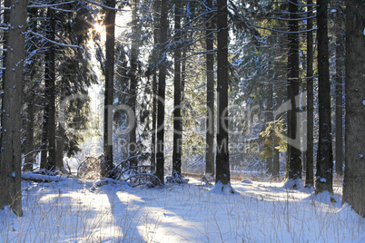 sunny frosty day