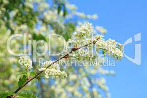 blooming bird-cherry tree