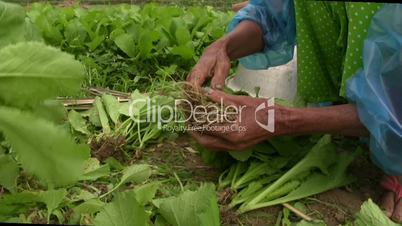 Vietnamese farmers sort produce in field