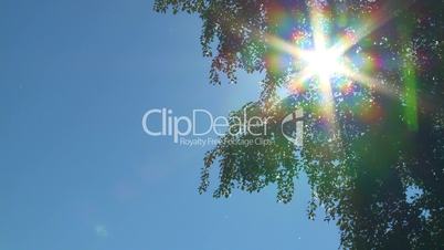Poplar tree and sun time lapse 01