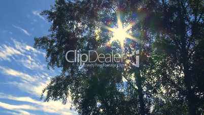 Poplar tree and sun time lapse 02