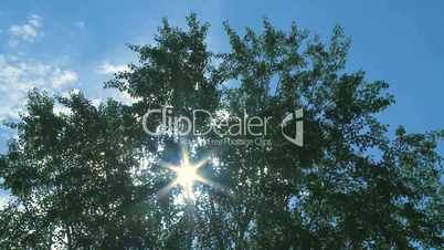 Poplar tree and sun time lapse 03