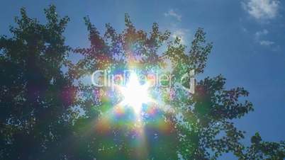 Poplar tree and sun time lapse 04