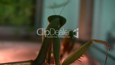 Praying Mantis Insect Fight