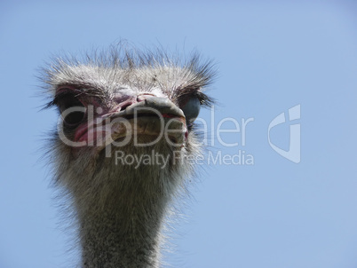 Ostrich