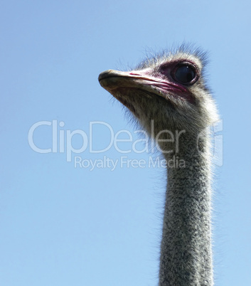 Ostrich