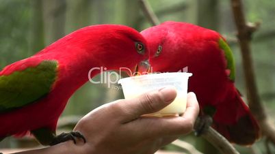 Red Parrots Lories Eat