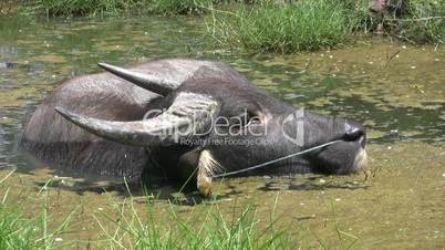 Water Buffalo, Thailand