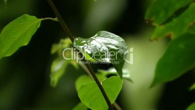 Green leaves in rain