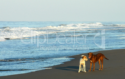 Two dogs on beach in Puerto arista, Mexico
