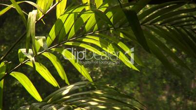 A palm frond in sunlight