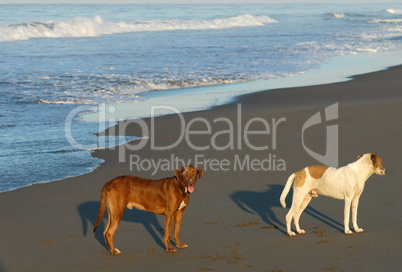 Two dogs on beach in Puerto arista, Mexico