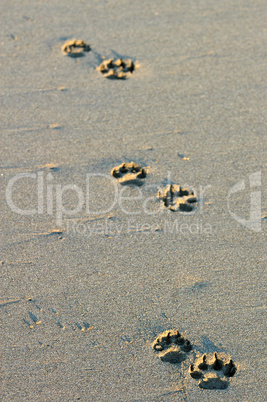 Dog's footsteps on the beach in Puerto Arista, Mexico
