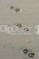 Dog's footsteps on the beach in Puerto Arista, Mexico