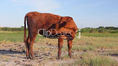 Brown cow in the green field on a blue sky background (Full HD)