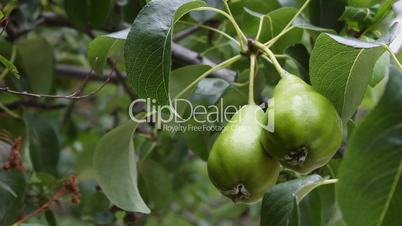 Green pears on branch (Full HD)