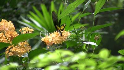 Butterflies in leaves and flowers.