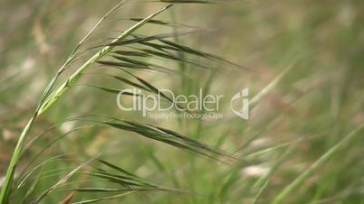 Grass in Summer Field