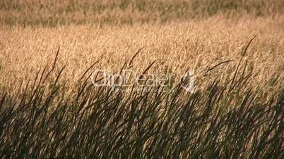 Grass in Summer Field