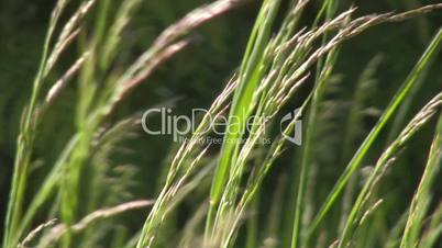 Green Grass in Summer Field