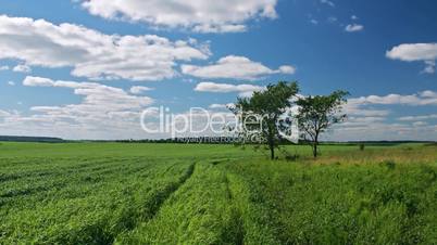 Green field, two trees, white clouds flying on blue sky