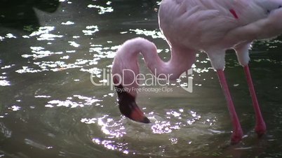 Flamingo in a sunlit pond.