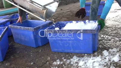 Fresh Fish are Processed and Packed