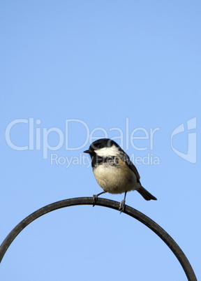 Coal Tit (Parus ater)