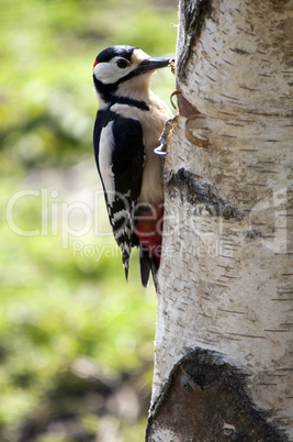 Great Spotted Woodpecker (Dendrocopos major)