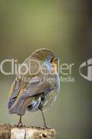 Robin (Erithacus rubecula)
