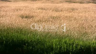 Grass in Summer Field