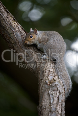 Grey Squirrel (Sciurua carolinensis)