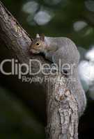 Grey Squirrel (Sciurua carolinensis)