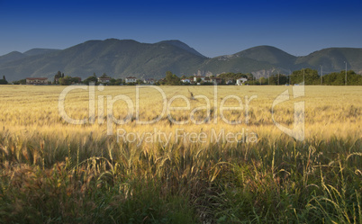 Cornfield in Tuscany Countryside