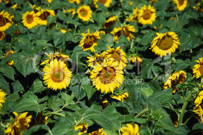 Sunflowers Meadow, Tuscany